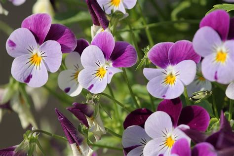 露台種植|11 種戶外開花植物，非常適合花園、露台和陽台